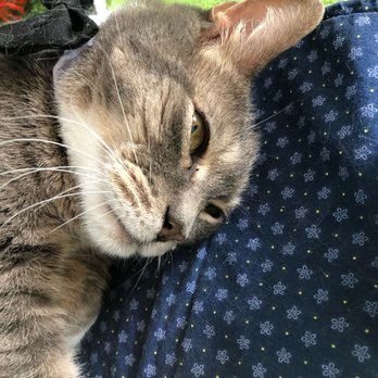 Bajah's Cat Cafe - Grayson again! - Cafes Near Me - Tiverton, Rhode Island