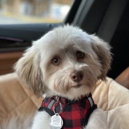 Chico post haircut