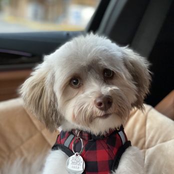Carmel Groomers  - Chico post haircut - Pet Groomers Near Me - Carmel, California