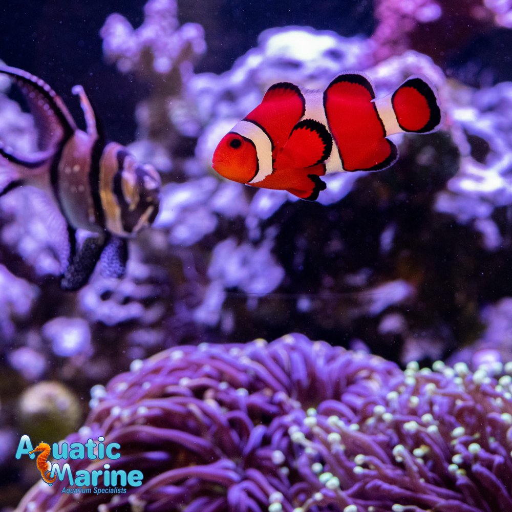 AQUATIC MARINE Updated September 2024 89 Photos & 15 Reviews 6655