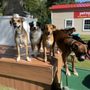 Photo of Pet N Play Luxury Resort