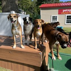 Pet N Play Luxury Resort - Doggy daycare