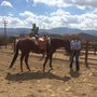 Photo of Reliable Pet & Housesitting Service