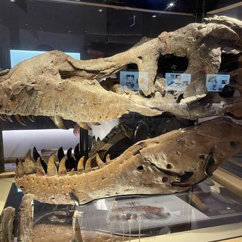 Field Museum - Sue's Skull - Museums Near Me - Chicago, Illinois Field Museum - Sue's Skull - Museums Near Me - Chicago, Illinois
