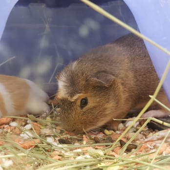 PetSmart - Hamster! (maybe a gerbil, i dunno) - Pet Stores Near Me - Sunset Valley, Texas PetSmart - Hamster! (maybe a gerbil, i dunno) - Pet Stores Near Me - Sunset Valley, Texas