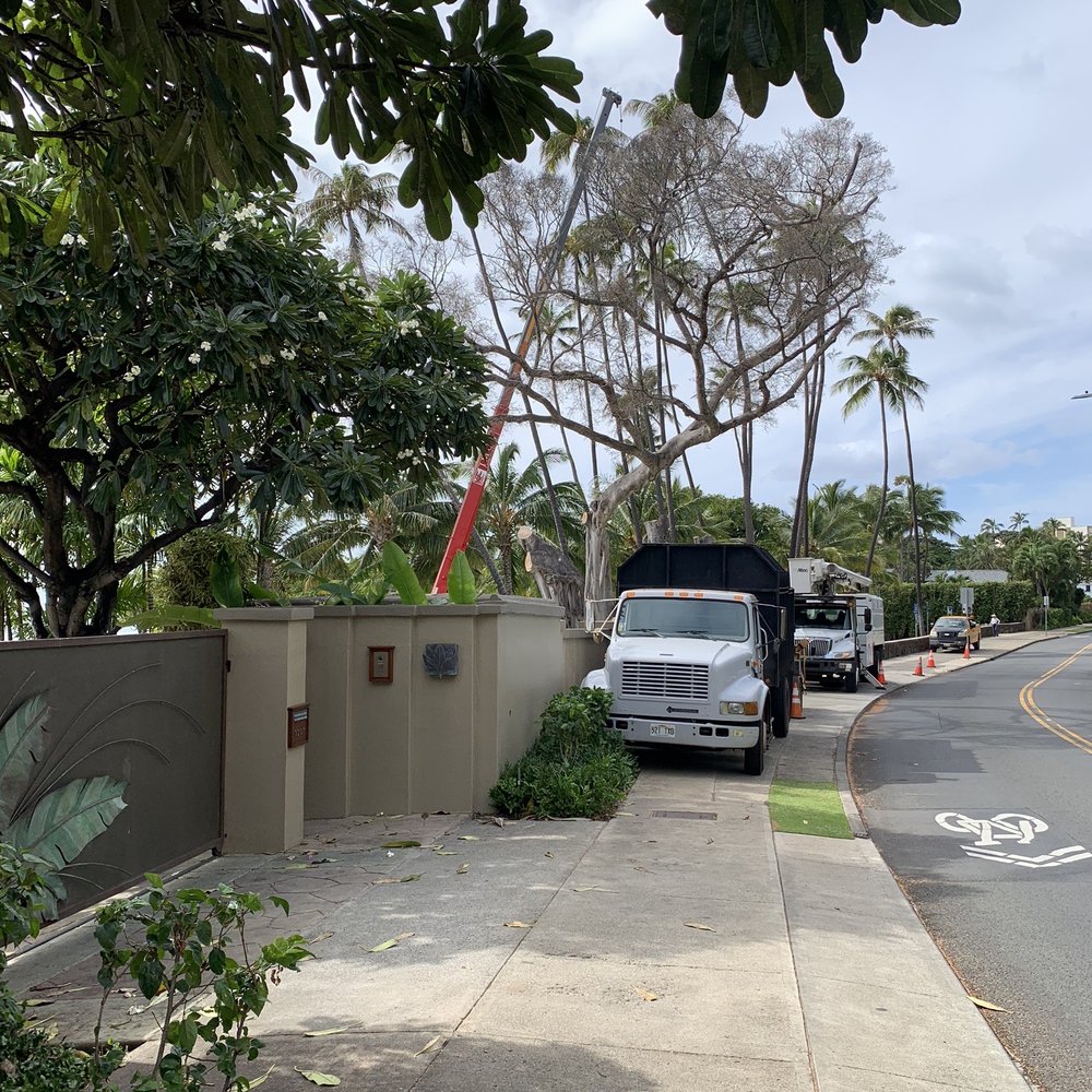 Leahi Beach Park - Removal of large ancient banyan tree that was ailing. - Parks Near Me - Honolulu, Hawaii Leahi Beach Park - Removal of large ancient banyan tree that was ailing. - Parks Near Me - Honolulu, Hawaii
