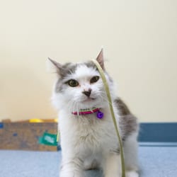 Parkside Animal Health Center - Whisper is always finding things around the clinic to play with!