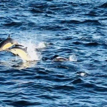 Island Packer Cruises - Dolphins! - Boating Near Me - Ventura, California Island Packer Cruises - Dolphins! - Boating Near Me - Ventura, California