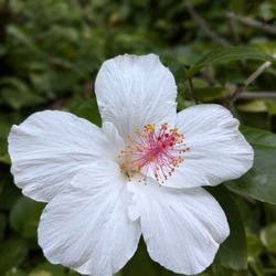 Waipouli Beach Resort - Hibiscus in the garden