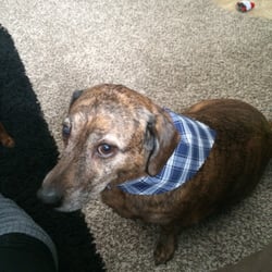 Creative Paws - MR. Duke all clean and smelling good.