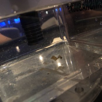 Trio Hookah Lounge - We were given a hookah covered in mold and Shisha floating in the water - Hookah Bars Near Me - Jacksonville, Florida
