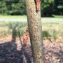Photo of Deeply Rooted Tree Care