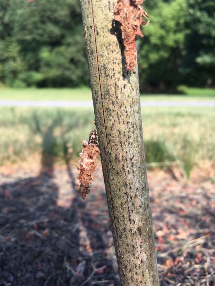 Deeply Rooted Tree Care - tree service in Mount Airy, MD