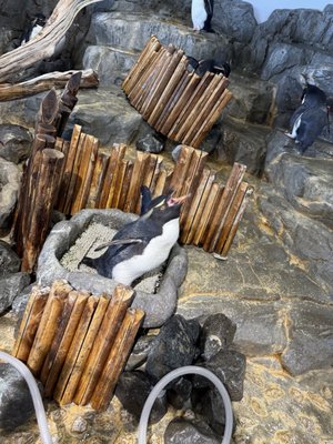 Osaka Aquarium Kaiyukan by null