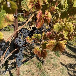 DaVero Farms & Winery - Grapes in October