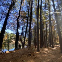 Thanksgiving Ground Forest - Trees