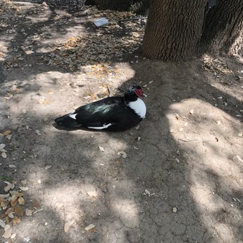 Denman Estate park - Parks Near Me - San Antonio, Texas
