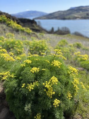 Coyote Wall Trailhead by null