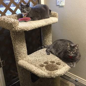 Calico Cattery - Pet Sitting Near Me - Meridian, Idaho