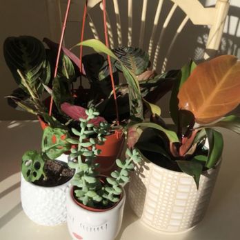 Knots & Found - Nurseries & Gardening Near Me - Martinez, California