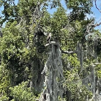 Manatee River - Live Oak trees - Rafting/Kayaking Near Me