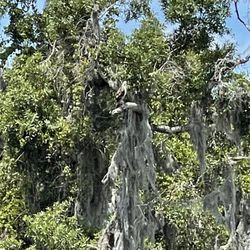Manatee River - Live Oak trees