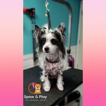 Spaw & Play - Bath Spaw & Grooming package - Pet Groomers Near Me Spaw & Play - Bath Spaw & Grooming package - Pet Groomers Near Me