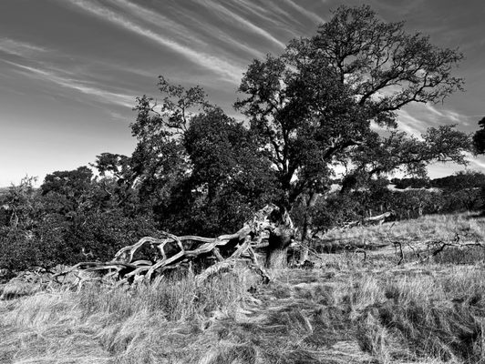 Taylor Mountain Regional Park by null
