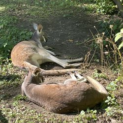 Racine Zoo