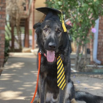 Torchlight K9 - Tazmir graduating our Board and Train Program!!! We love this big boi! - Pet Training Near Me - Tulsa, Oklahoma Torchlight K9 - Tazmir graduating our Board and Train Program!!! We love this big boi! - Pet Training Near Me - Tulsa, Oklahoma