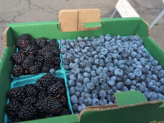 Hollywood Farmers Market by null