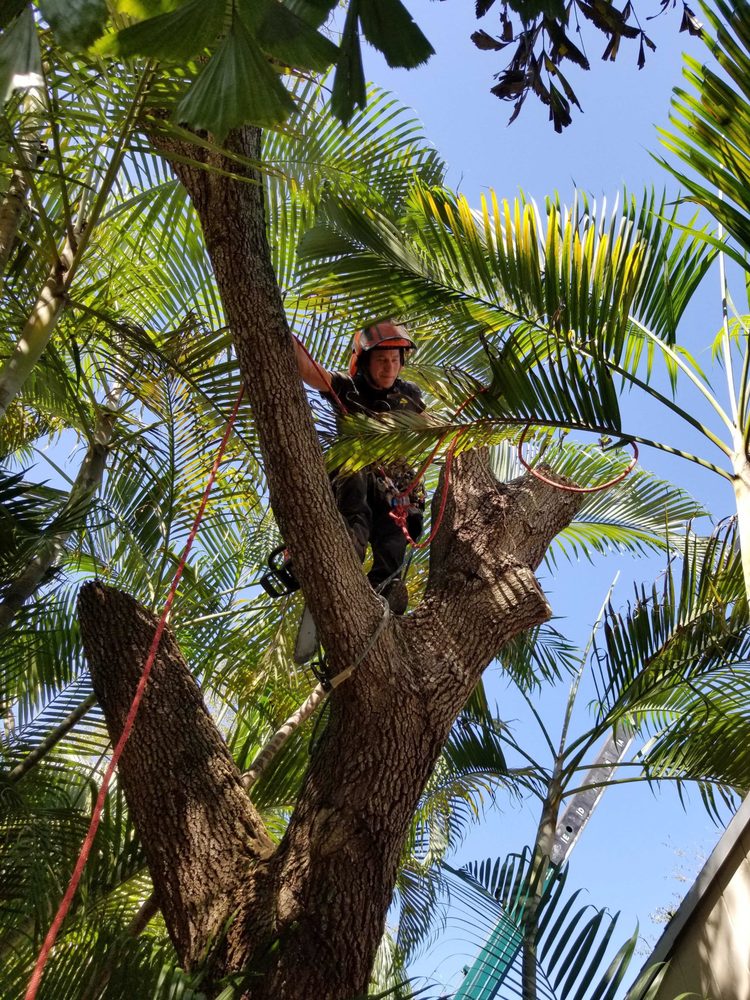 True Tree Service - tree service in Miami, FL