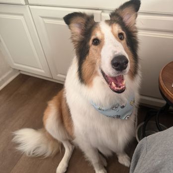 Pampered Puppies - Snoopys after - Pet Groomers Near Me - Victorville, California