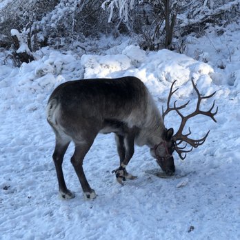 Running Reindeer Ranch - Enjoying some snow - Walking Tours Near Me - Fairbanks, Alaska