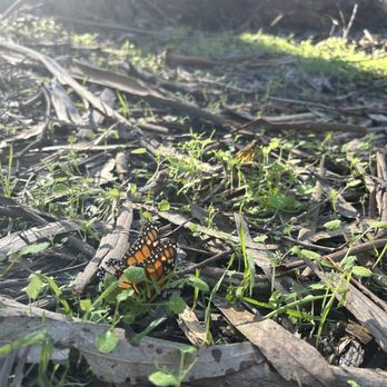 Coronado Butterfly Preserve - Parks Near Me - Goleta, California Coronado Butterfly Preserve - Parks Near Me - Goleta, California