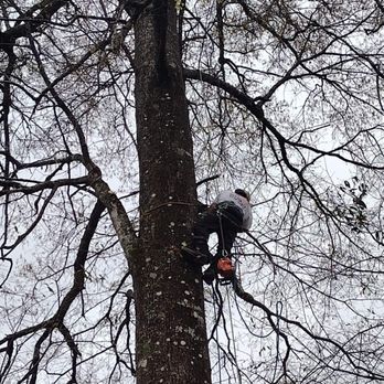 Doug's Tree Service - Getting it done - Tree Services Near Me Doug's Tree Service - Getting it done - Tree Services Near Me