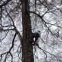 Photo of Doug's Tree Service