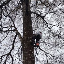 Doug's Tree Service - Getting it done