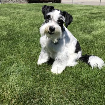 All For Paws - "Pepper" - Pet Groomers Near Me - Chelan, Washington