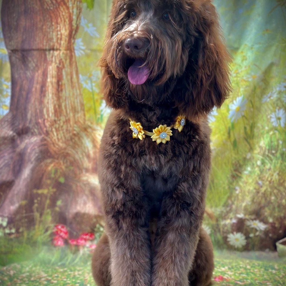 Woof Momma - Dog grooming - Pet Groomers Near Me Woof Momma - Dog grooming - Pet Groomers Near Me