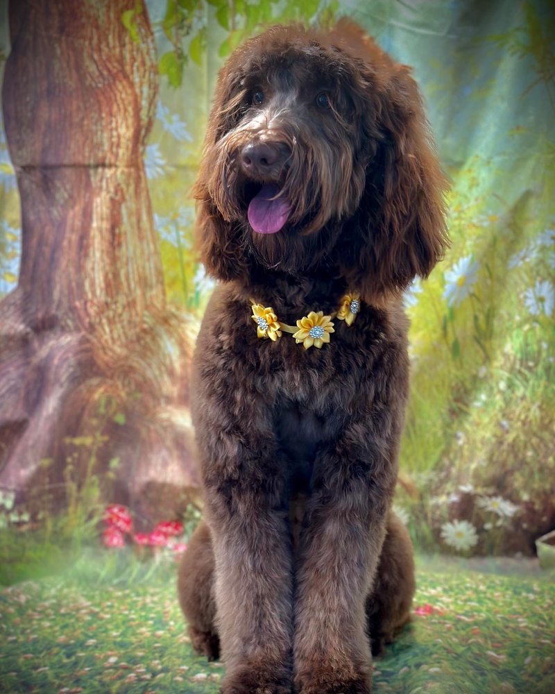 Woof Momma Image