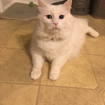 Whiskers & Tails - Cat Care in Suffolk | Whiskers and Tails - Dog Walkers Near Me Whiskers & Tails - Cat Care in Suffolk | Whiskers and Tails - Dog Walkers Near Me