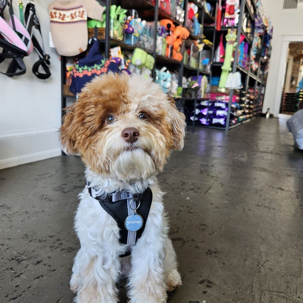 DIG - Updated February 2026 - 14 Photos & 10 Reviews - 322 Libbie Ave ...