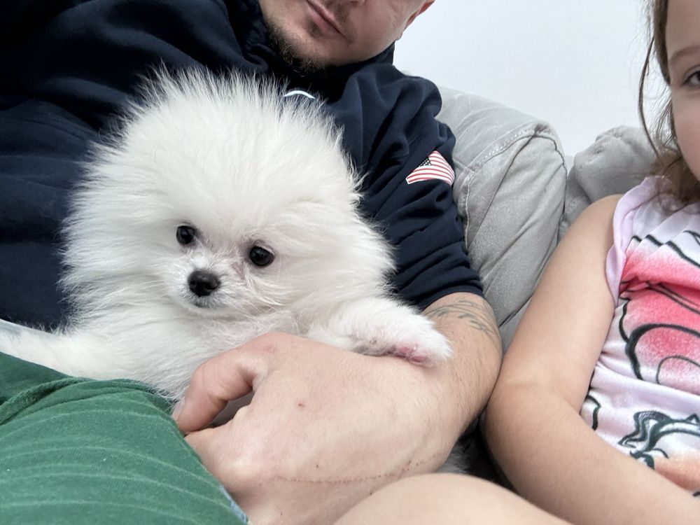 Puppy Therapy Image