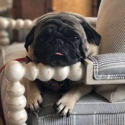 English Traditions - Meet our Cincinnati store greeter GUS.  He knows the most comfortable pieces & loves kids :)