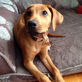 Dan Perata Training - Pet Training Near Me - San Francisco, California