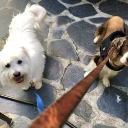 Always There Home & Pet Care - BOTH dogs leashed and ready to take a walk!!!