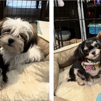 Fresh Pets And Grooming - Before and after - Pet Stores Near Me - Lomita, California