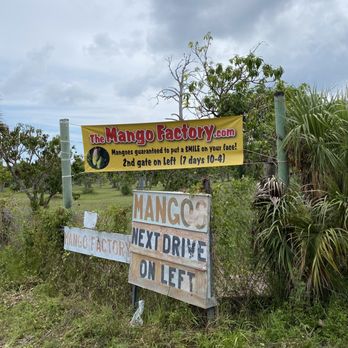 The Mango Factory - a sign for mangos next to a dirt road - Farmers Market Near Me - Bokeelia, Florida