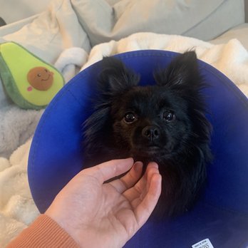VEG ER for Pets - Coco - Emergency Pet Hospital Near Me - Dallas, Texas